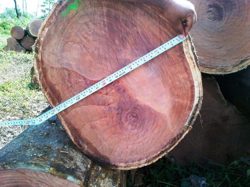 BALSAMO – GỖ HƯƠNG NAM MỸ (HƯƠNG AMAZON)
